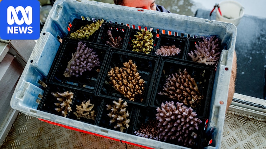 Aquarium industry investigated for overharvesting of coral on Great Barrier Reef