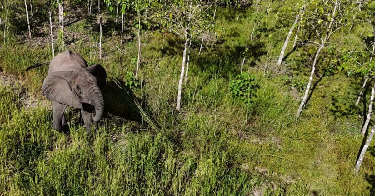 Elephants navigate steep rainforest-covered slopes reaching more than 6,500 feet above sea level. (Photo: Udzungwa Mountains National Park) Elephants navigate steep rainforest-covered slopes reaching more than 6,500 feet above sea level.<br>