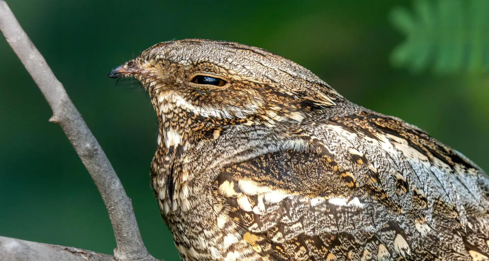 This bird flies thousands of miles, but its wings have a catch