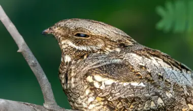 This bird flies thousands of miles, but its wings have a catch