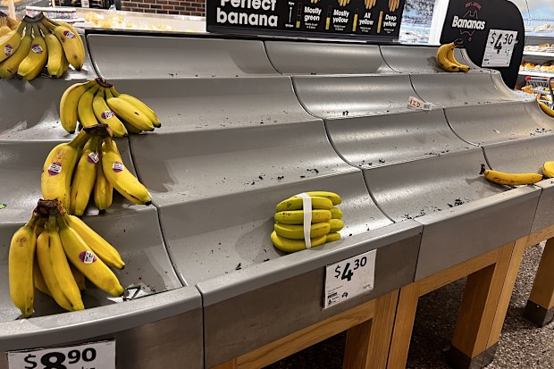bananas appear ripe but are not due to the cool weather taking longer to ripen