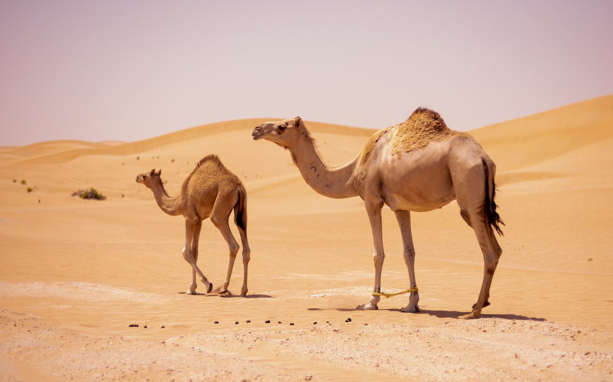 How long can animals last without water