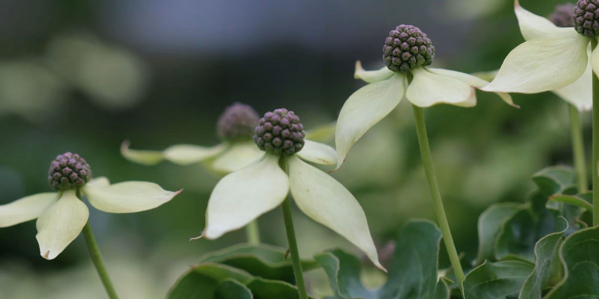 Poetry of Spring - Guided Walk