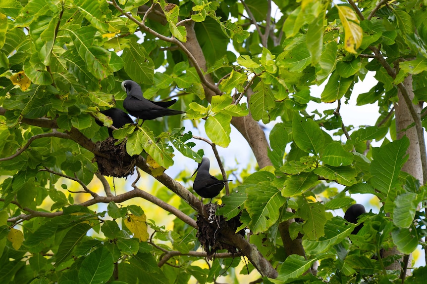 Black birds in trees with sun shining through