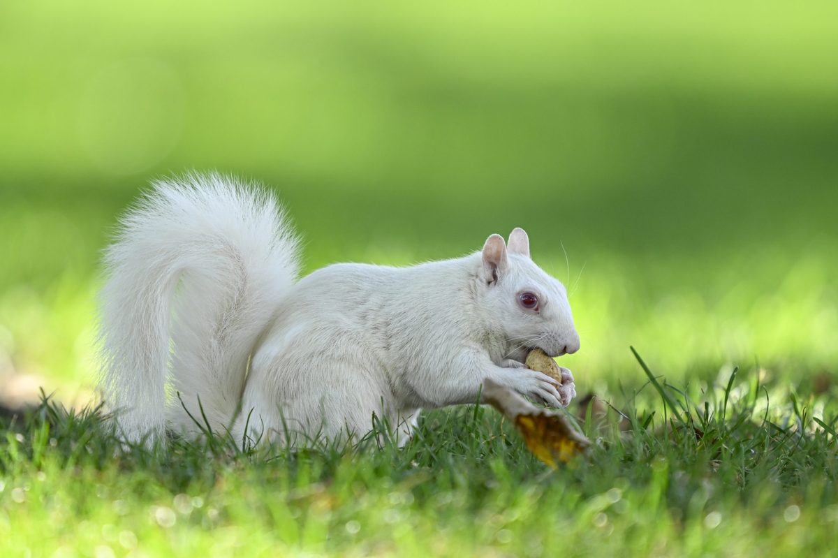 Albino squirrel