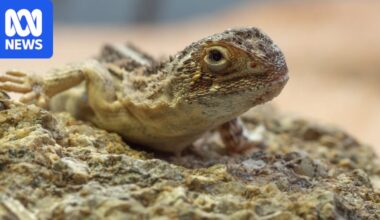 Man-made clay burrows hoping to save Canberra grassland earless dragon