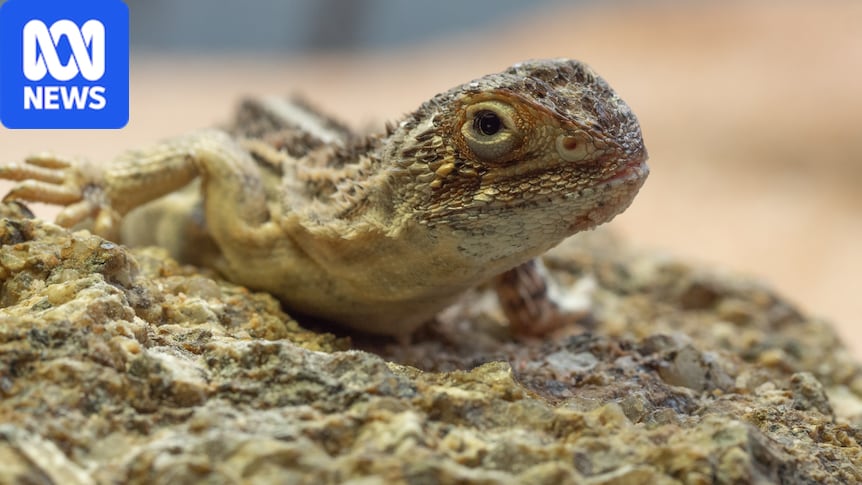 Man-made clay burrows hoping to save Canberra grassland earless dragon