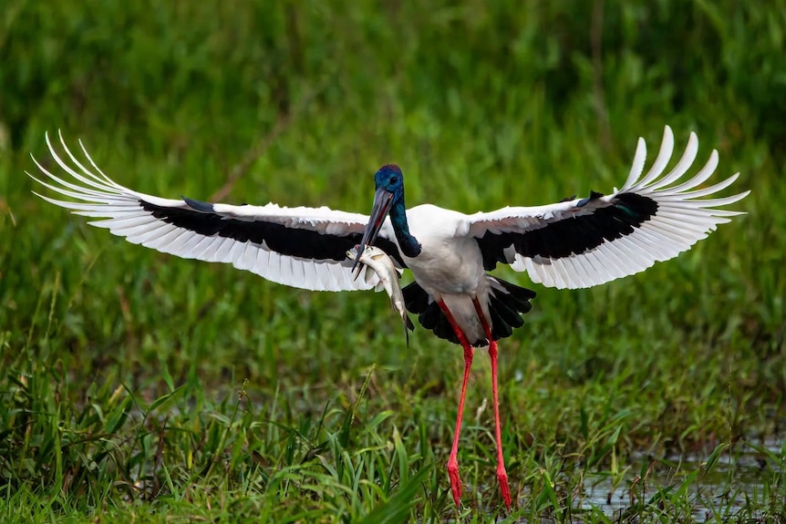 A black-necked stork has green and blue face colouring, its wings are outstretched and the bird holds a fish in its beak.