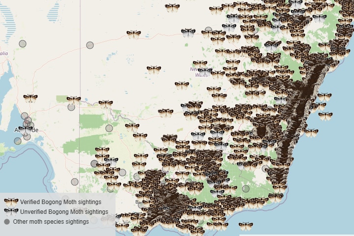 A map shows moth sightings along Australia's south east coast.