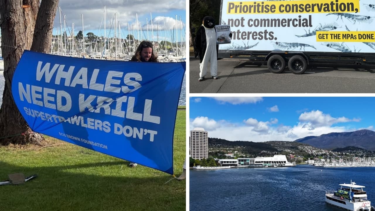CCAMLR conference: Our Antarctica stages krill protest in Hobart