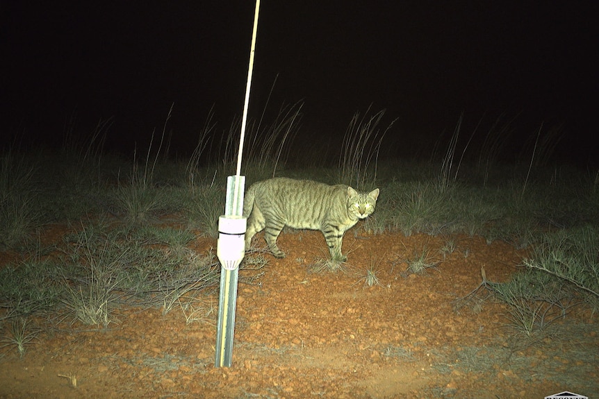 Grey cat caught on camera at night