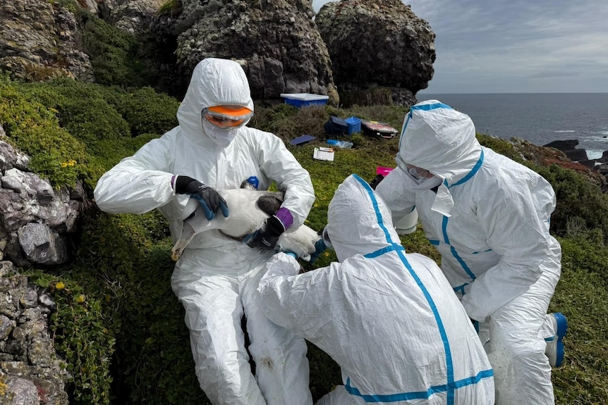 people in white suits and masks hold down a white bird while administering a vaccine on a green island with grey rock