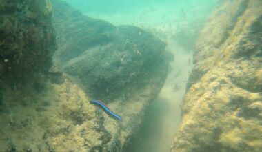 Peat reef