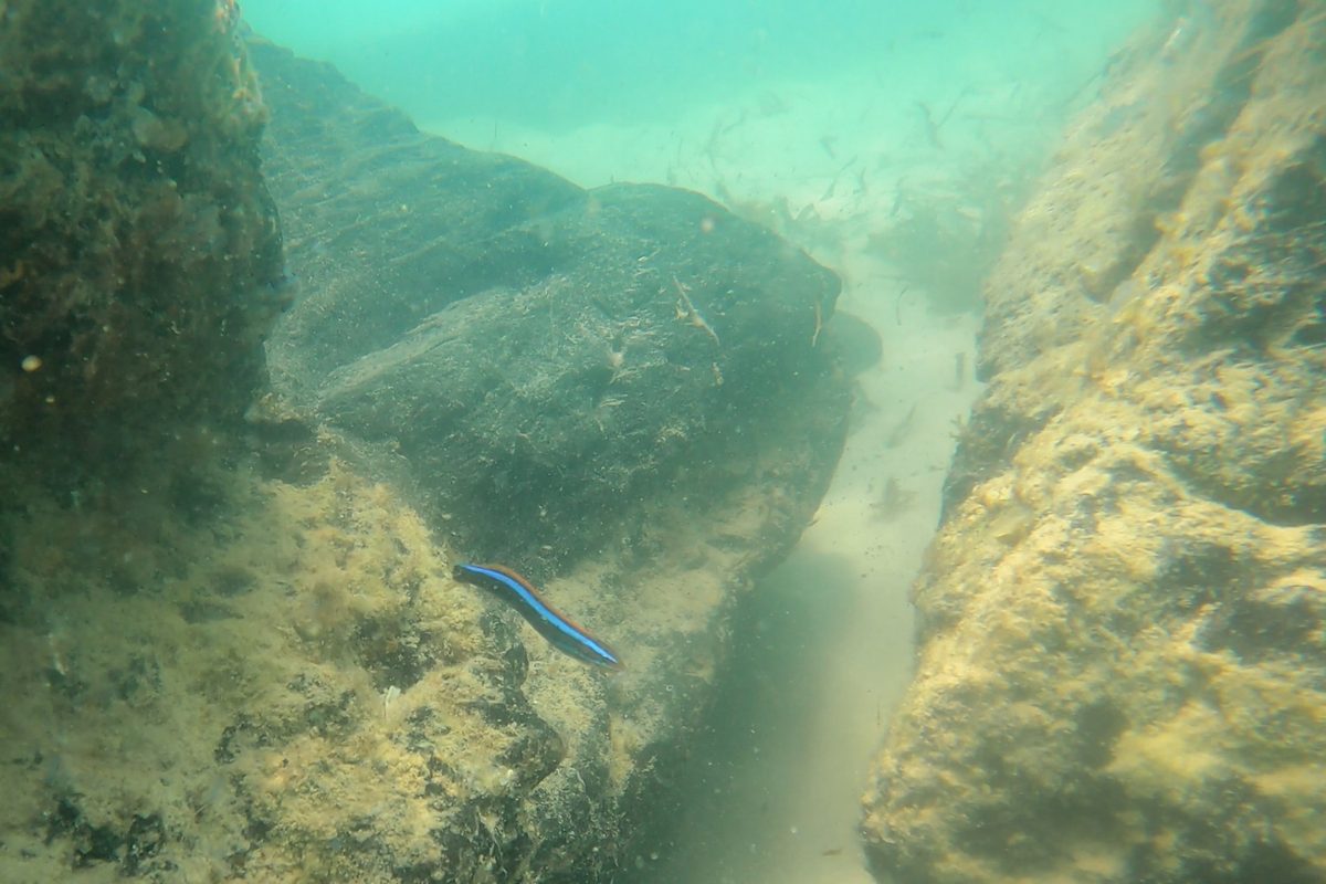Peat reef