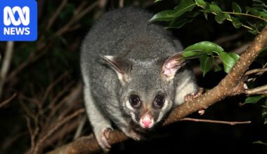 How to protect your garden and live in harmony with possums