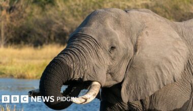Elephants killed in Botswana: Animal rights activists dey para say Southern African kontri kpai 23 elephants for independence celebrations
