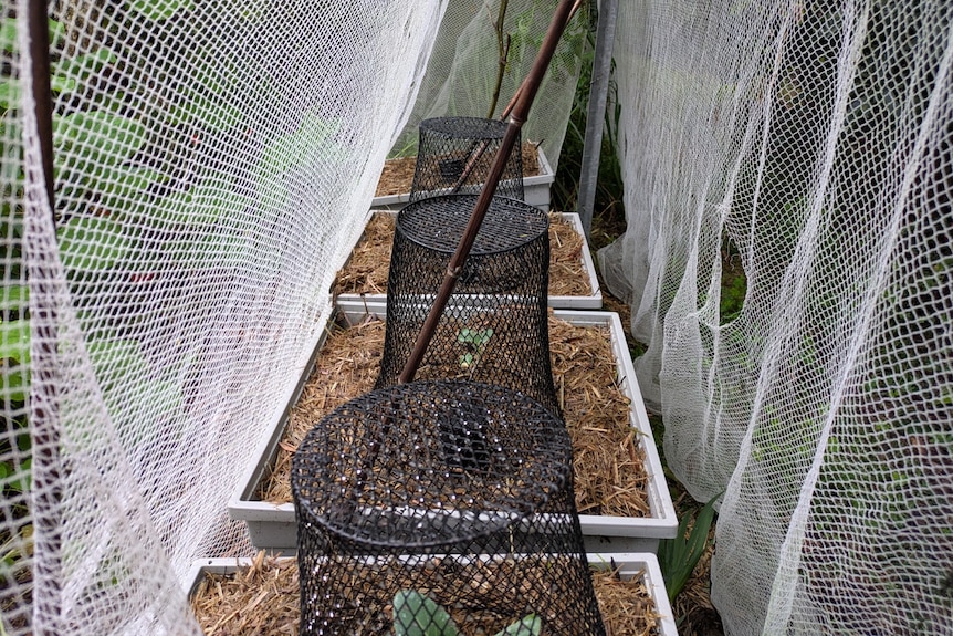 Small black cages and netting over cabbage crops.