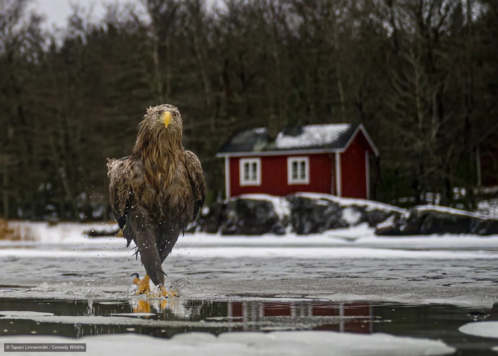 Feather Coats
