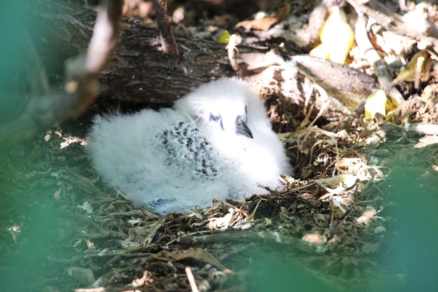 A fluffy white chick in a scrappy nest of twigs and dead leaves, beside a log.