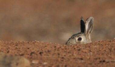 Invasive species do much more damage in Australia and NZ than elsewhere. But why?
