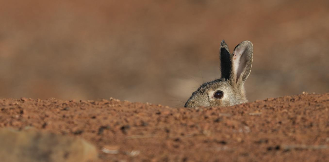 Invasive species do much more damage in Australia and NZ than elsewhere. But why?