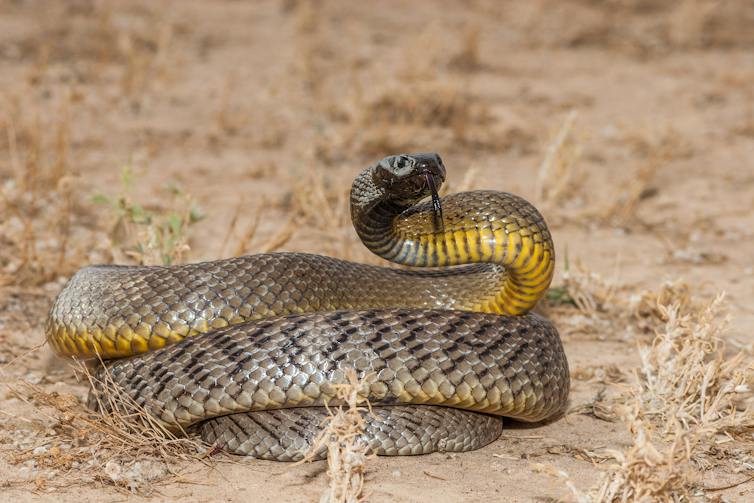taipan, venomous snake poised to strike.