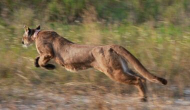 3 iconic animals show the value of the US Endangered Species Act – and the harm in stripping it away