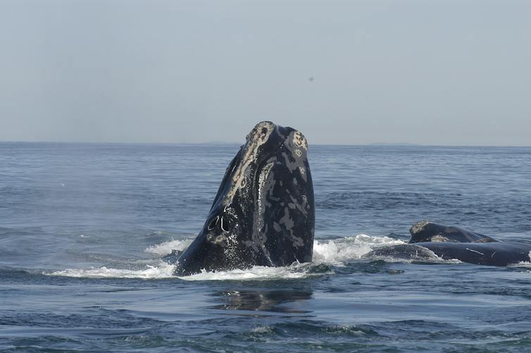 A whale sticking its nose up above the water.