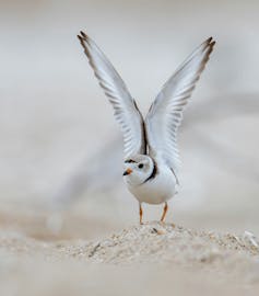 a white bird on a beach with its wings raised