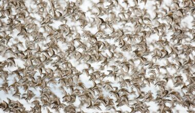 Rising seas threaten the world’s migratory shorebirds