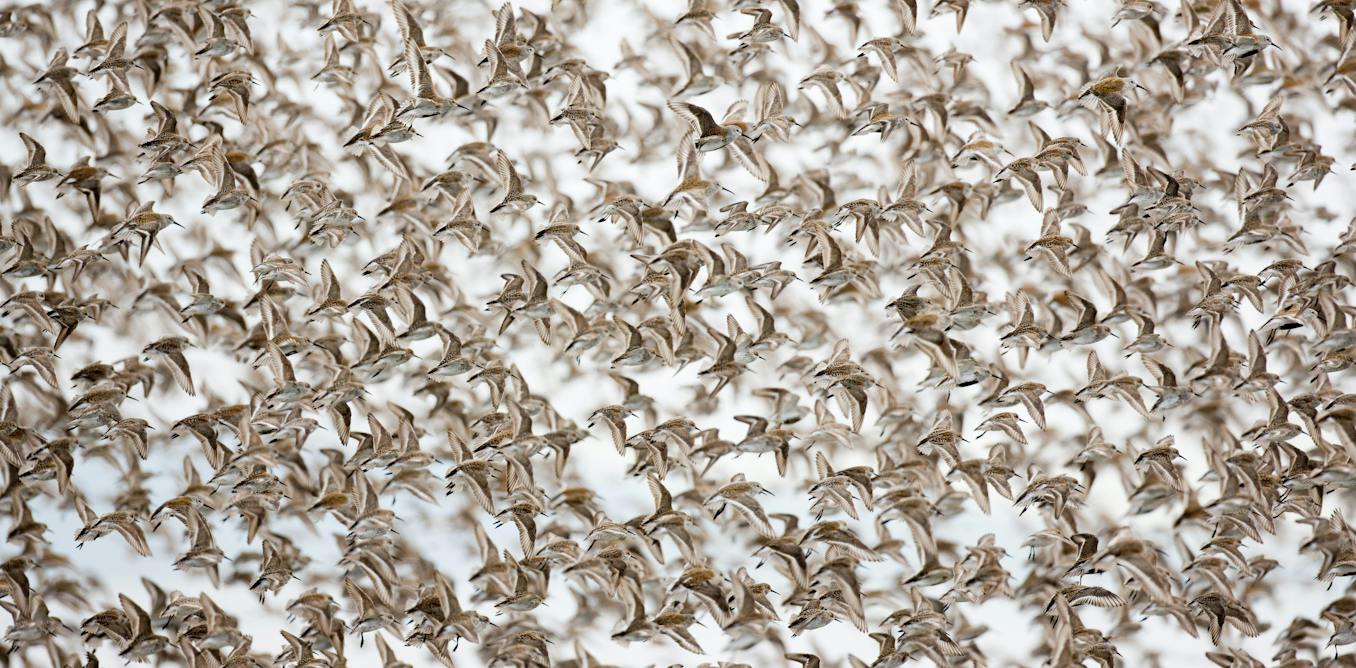 Rising seas threaten the world’s migratory shorebirds