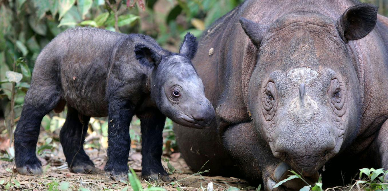 Africa’s rhinos often get the spotlight – but Indonesia’s two rhino species are far closer to extinction