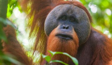 Wildlife populations have declined 73% since 1970 – but many of the world’s animals still aren’t being counted