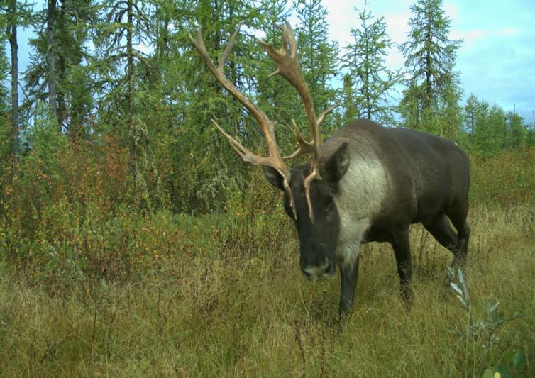 A caribou moves through a green woodland area