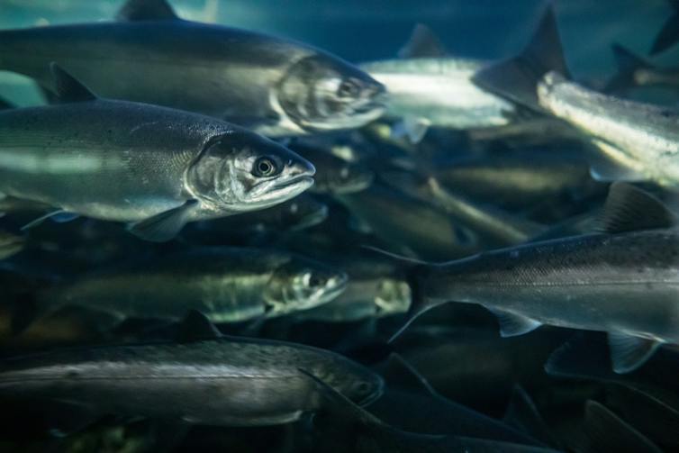 silvery fish swim in water.