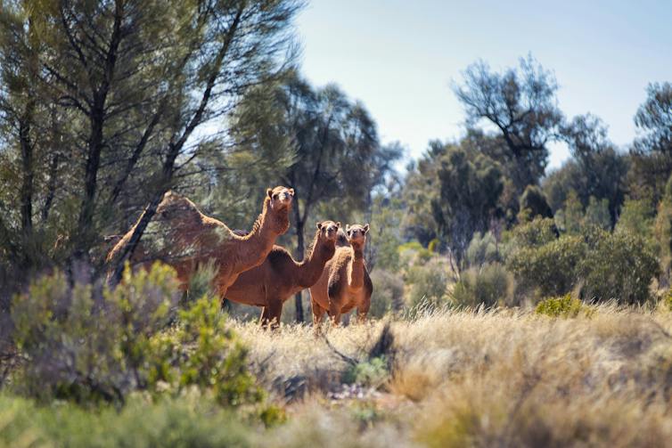 three camels in the australian bush looking at camera.