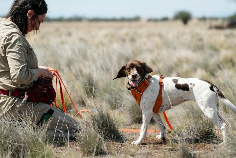 A dog and its handler conduct field surveys in a grassland.