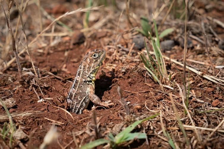 A brown and white lizard emerges from a hole in the soil.