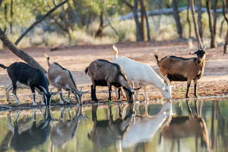 feral goats at waterhole in australia, range of colours.