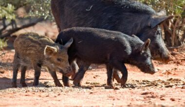 Introduced species aren’t good or bad. But when they slip from our control, we are quick to condemn them