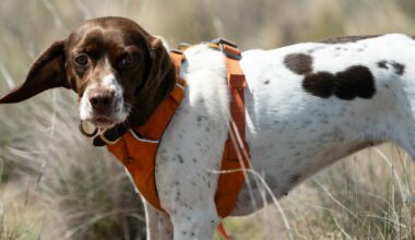 Our detection dogs are helping protect one of Australia’s most imperiled lizards