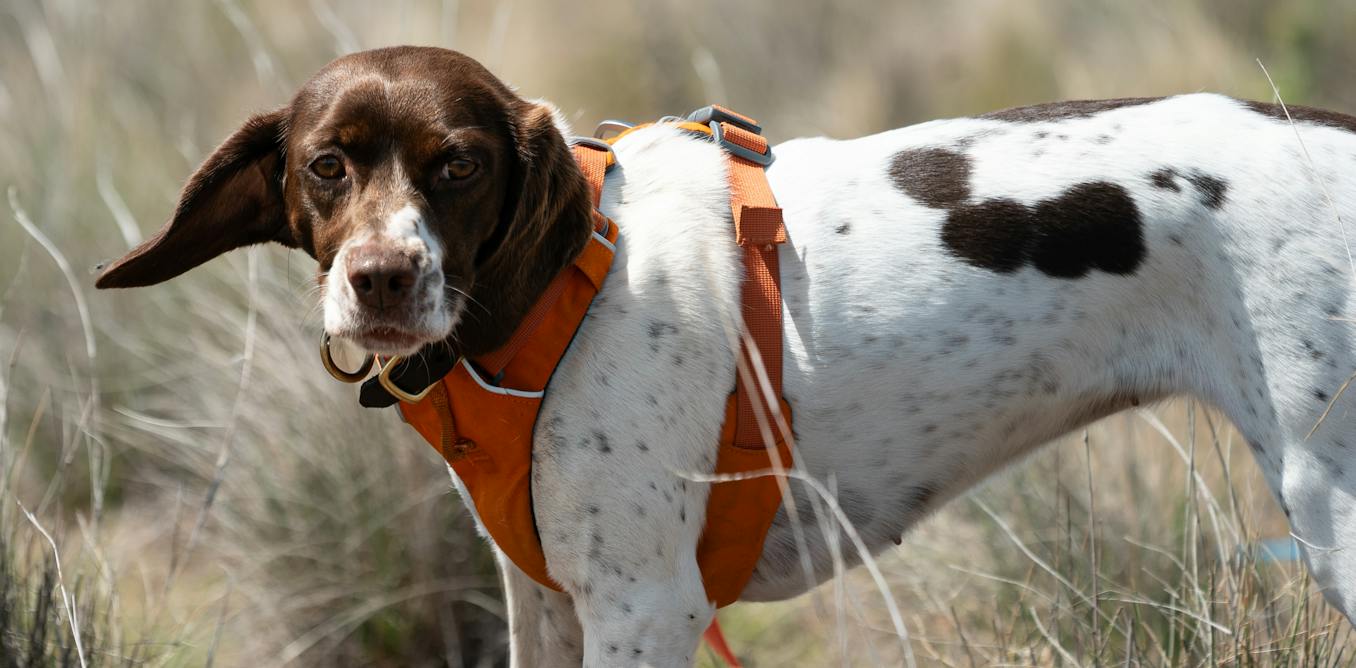 Our detection dogs are helping protect one of Australia’s most imperiled lizards