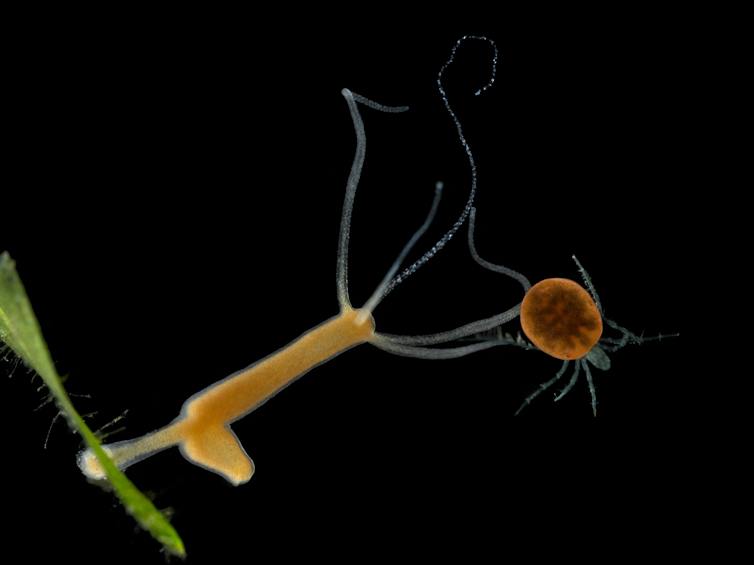 Blob like creature against black background.