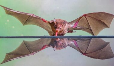 Where did bats come from? New research points to Europe