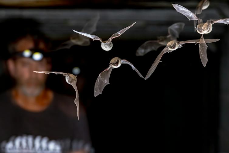 Bats flying through cityscape