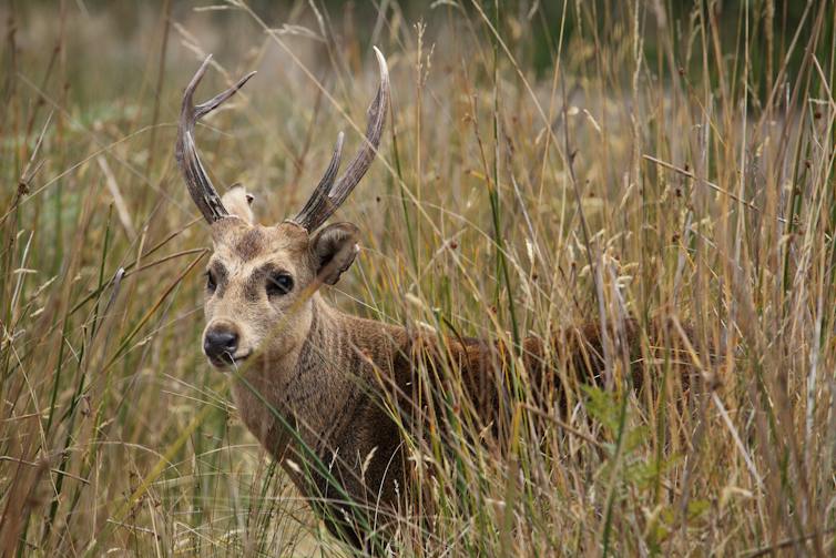 hog deer buck hiding in grassland in Australia.
