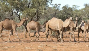 Feral – and threatened? Endangered camels, banteng and hog deer have found an unexpected refuge in Australia