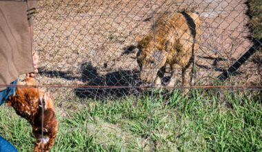 South Africa’s lion petting industry: we spent three years investigating and here’s what we found