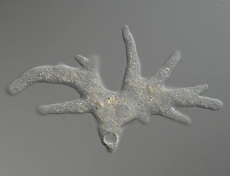 A microscope slide showing an organism that looks like a trunk with two large, branched limbs coming off it.