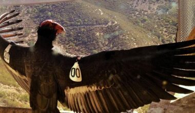 Who should have a say in which species are saved? The California condor offers lessons for a global biodiversity treaty